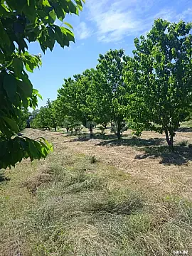 Satılır torpaq sahəsi — Xaçmaz