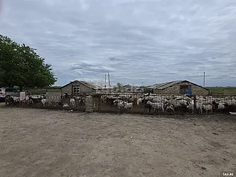 Satılır torpaq sahəsi — Biləsuvar