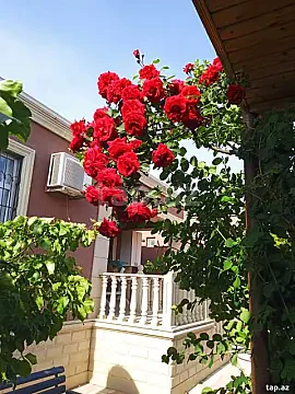 Kirayə verilir 3 otaqlı həyət evi 100 m² — Bakı, Buzovna 3 otaq 100.00 m²