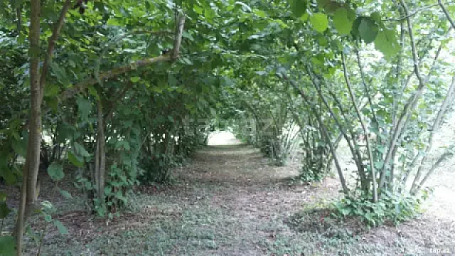 Satılır torpaq sahəsi — Xaçmaz