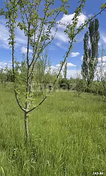 Satılır torpaq sahəsi — Qəbələ