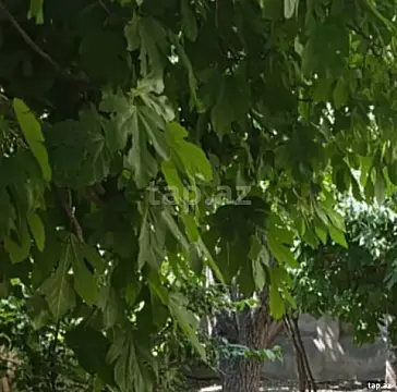 Satılır torpaq sahəsi — Sumqayıt, Saray