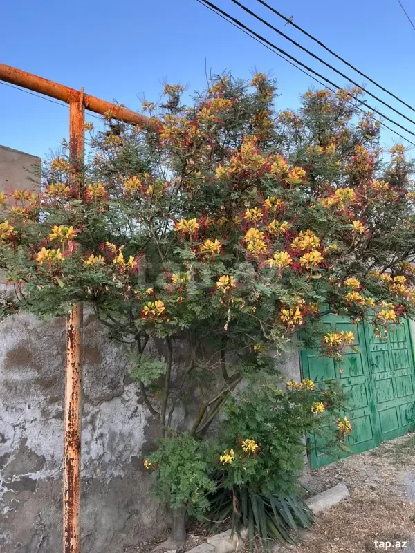 Satılır 4 otaqlı həyət evi 600 m²