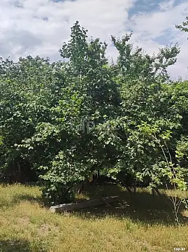 Satılır torpaq sahəsi — Qəbələ