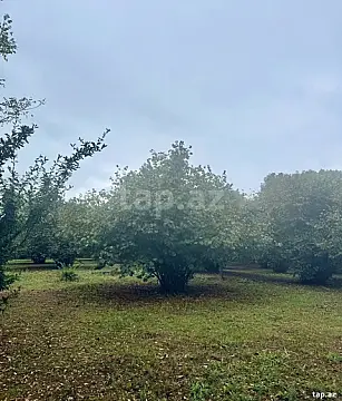 Satılır torpaq sahəsi — Qəbələ