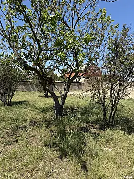 Satılır torpaq sahəsi — Bakı, Novxanı