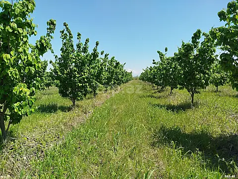 Satılır torpaq sahəsi — Ağdaş