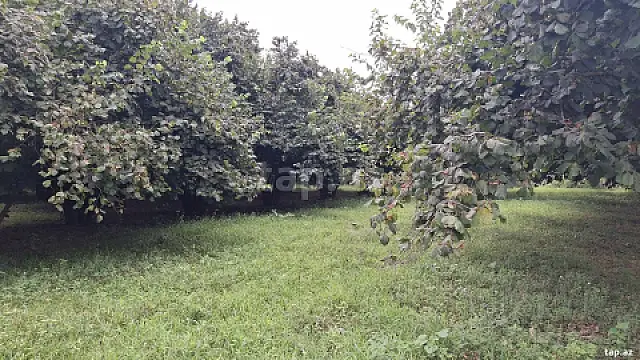 Satılır torpaq sahəsi — Qəbələ