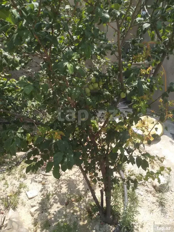 Satılır 4 otaqlı həyət evi 80.1 m²