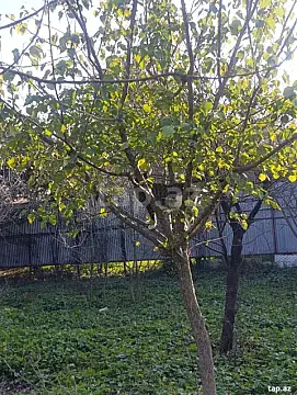 Satılır torpaq sahəsi — Masallı