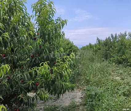 Satılır torpaq sahəsi — Xaçmaz