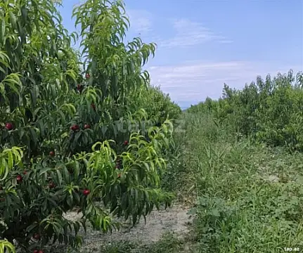 Satılır torpaq sahəsi — Xaçmaz