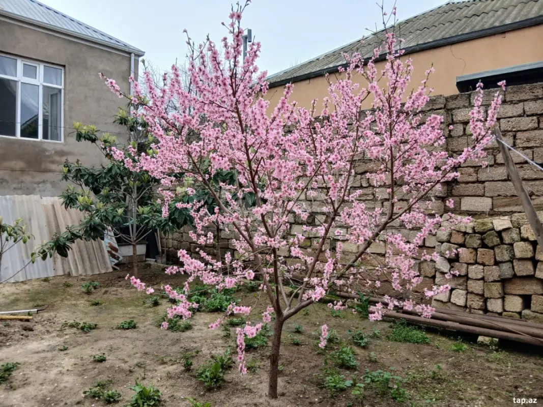 Satılır 9 otaqlı həyət evi 5000 m²