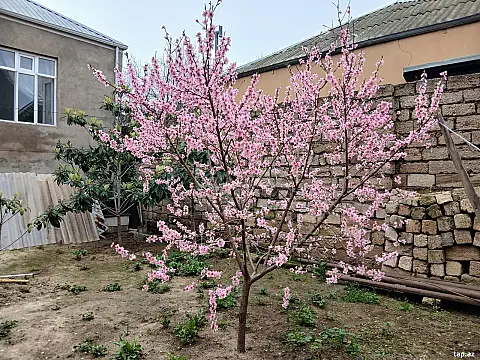 Satılır 9 otaqlı həyət evi 5000 m² — Bakı, Ramana 9 otaq 5000.00 m²