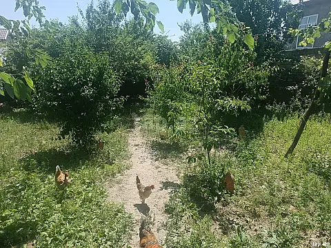 Satılır torpaq sahəsi — Şəki