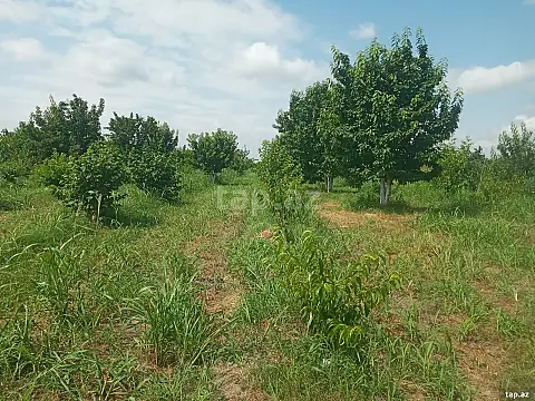 Satılır torpaq sahəsi — Xaçmaz