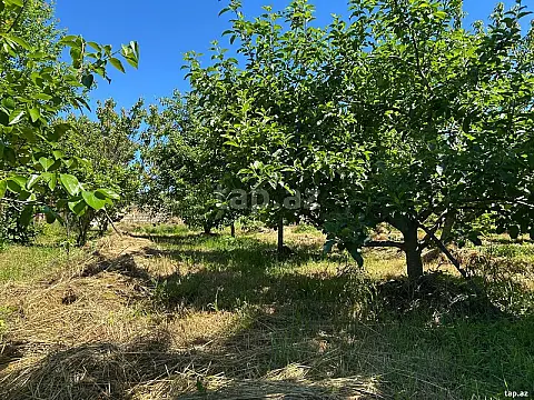 Satılır torpaq sahəsi — Xaçmaz