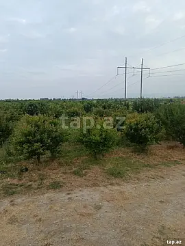 Satılır torpaq sahəsi — Xaçmaz