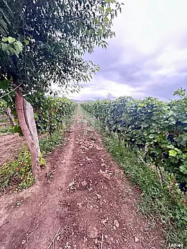 Satılır torpaq sahəsi — Tovuz