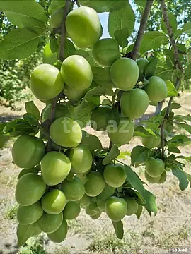 Satılır torpaq sahəsi — Xaçmaz