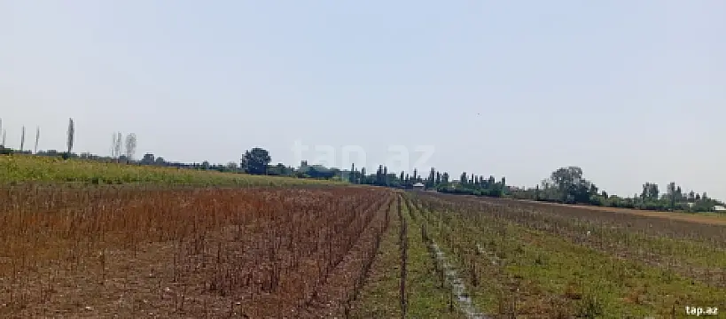 Satılır torpaq sahəsi — Tərtər