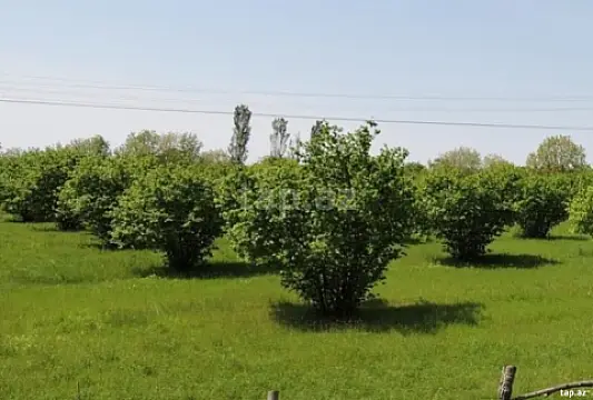 Satılır torpaq sahəsi — Zaqatala