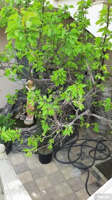 Satılır 7 otaqlı həyət evi 210 m²