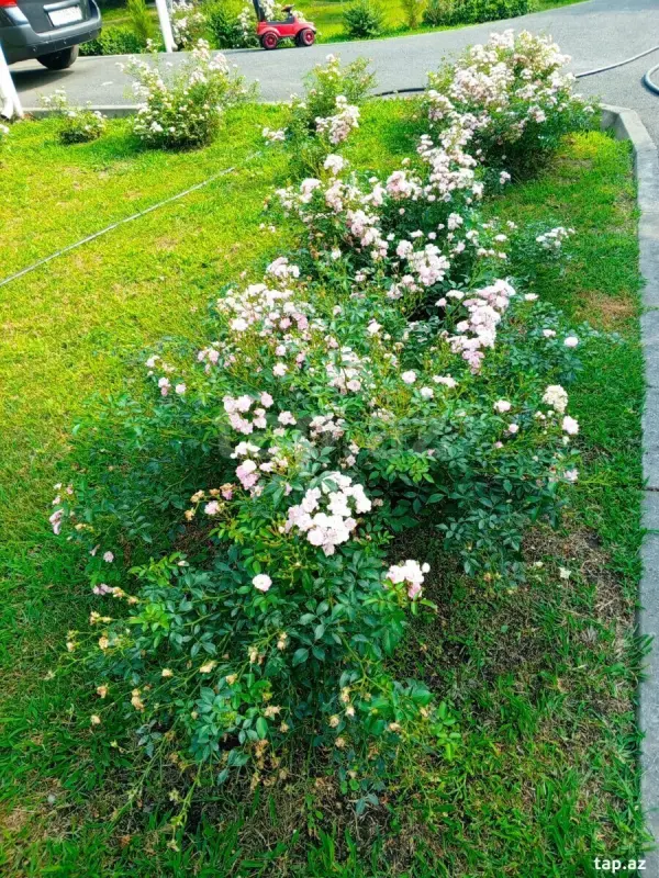 Kirayə verilir 2 otaqlı həyət evi 30 m²