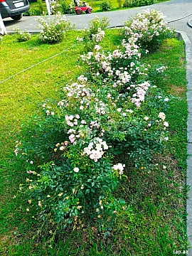 Kirayə verilir 2 otaqlı həyət evi 30 m² — Balakən 2 otaq 30.00 m²