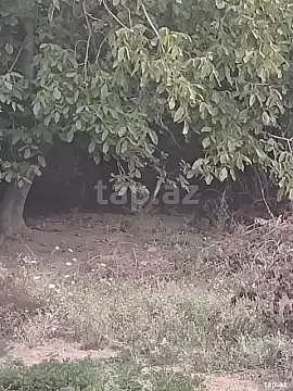 Satılır torpaq sahəsi — Biləsuvar