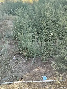 Satılır torpaq sahəsi — Bakı, Buzovna