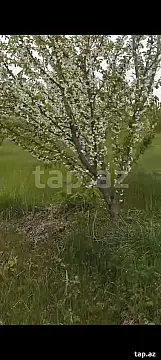 Satılır torpaq sahəsi — Quba
