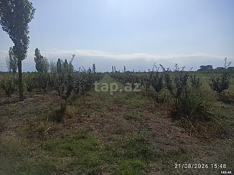 Satılır torpaq sahəsi — Xaçmaz