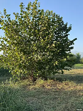 Satılır torpaq sahəsi — Oğuz