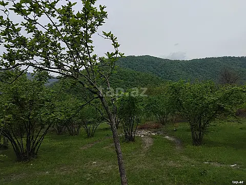Satılır torpaq sahəsi — Oğuz