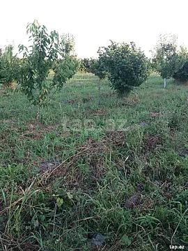 Satılır torpaq sahəsi — Xaçmaz