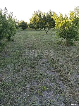 Satılır torpaq sahəsi — Xaçmaz
