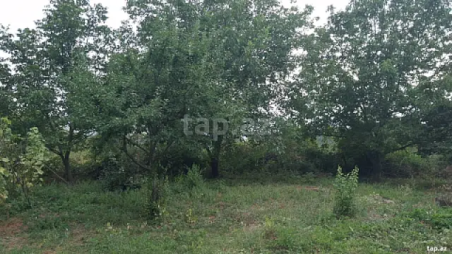 Satılır torpaq sahəsi — İsmayıllı