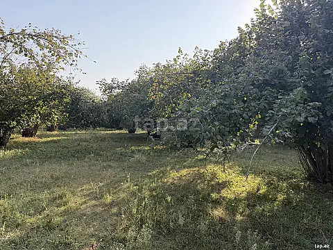 Satılır torpaq sahəsi — Qəbələ