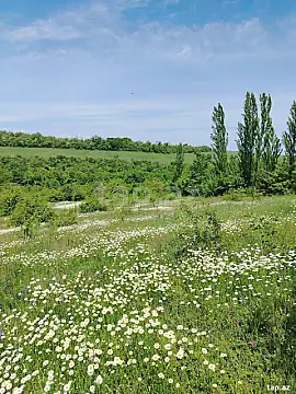 Satılır torpaq sahəsi — Qusar