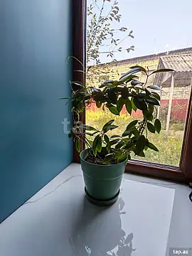 Kirayə verilir 3 otaqlı həyət evi 55 m² — Qəbələ 3 otaq 55.00 m²