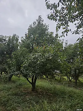 Satılır torpaq sahəsi — Xaçmaz