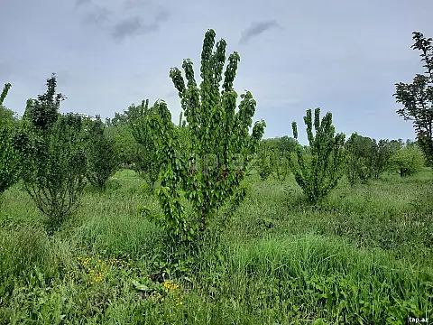 Satılır torpaq sahəsi — Quba