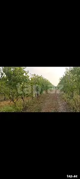 Satılır torpaq sahəsi — Qusar
