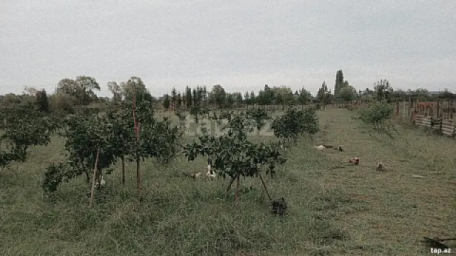 Satılır torpaq sahəsi — Astara