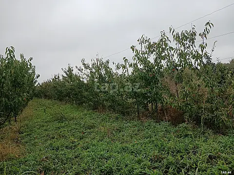 Satılır torpaq sahəsi — Xaçmaz