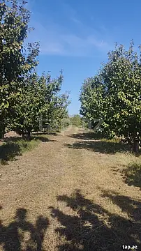 Satılır torpaq sahəsi — Xaçmaz