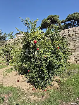 Satılır torpaq sahəsi — Bakı