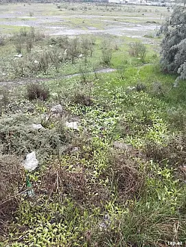 Satılır torpaq sahəsi — Saatlı