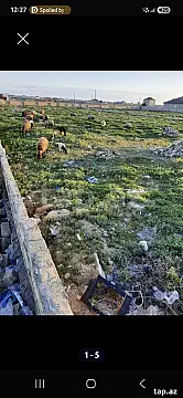 Satılır torpaq sahəsi — Bakı, Bilgəh